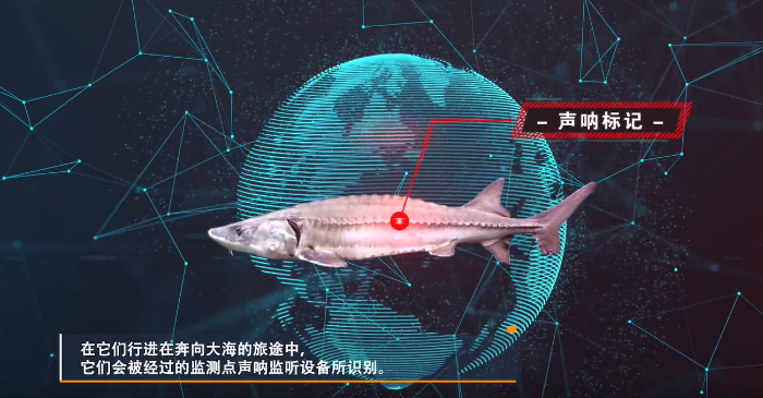 CTG conducts research on the marine inhabitation history of the 2nd generation of Chinese sturgeons-1