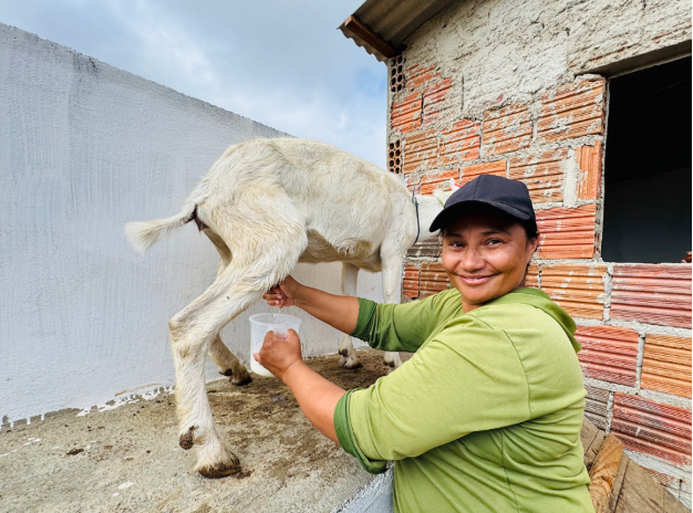 大风车转出“羊奶经济-1