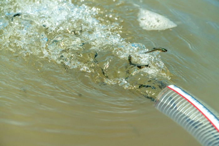 CTG releases 166,900 rare fish into Chishui River-2