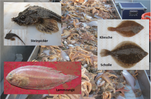 Germany - Marine life protection-1