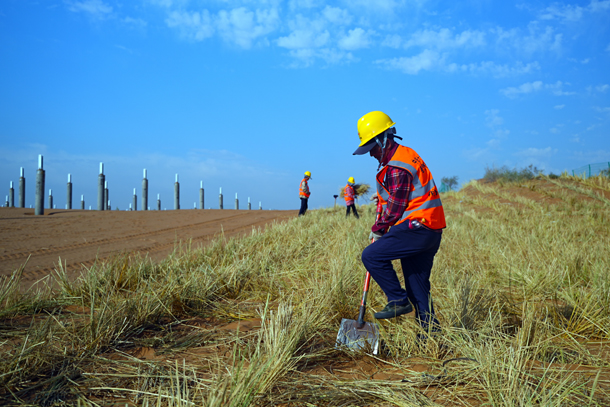 腾格里沙漠小草成长记-2