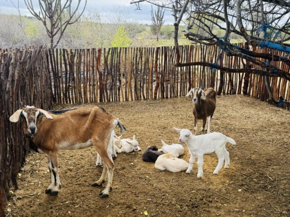 大风车转出“羊奶经济-4