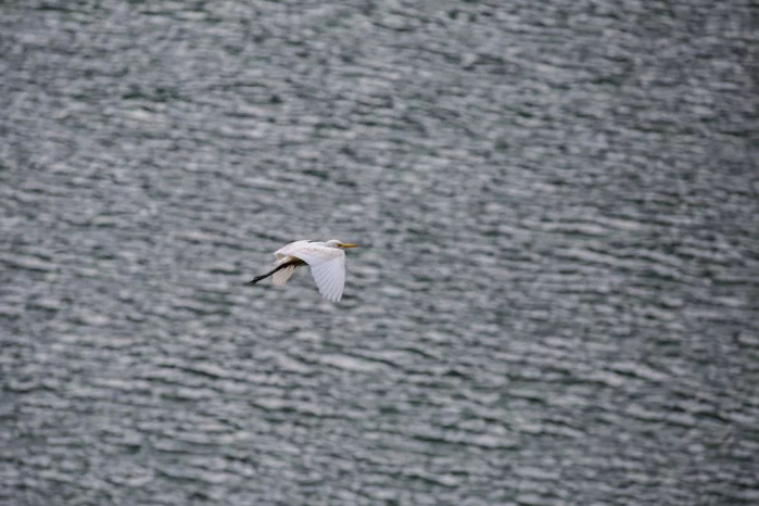 Migrant birds fly over the Changlongshan power station-2