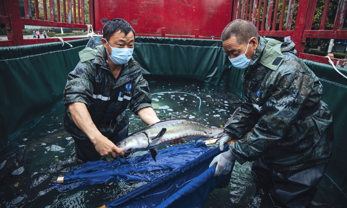 Three Gorges Dam dedicated to fish, plant conservation since before construction, as ecology and dam building go hand in hand-2