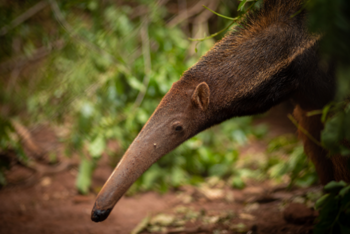 CTG Brasil – Guardian of "kingdom of animals and plants"-9