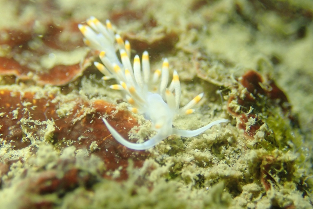 Daya Bay Nuclear Power Base praised for biodiversity protection-4