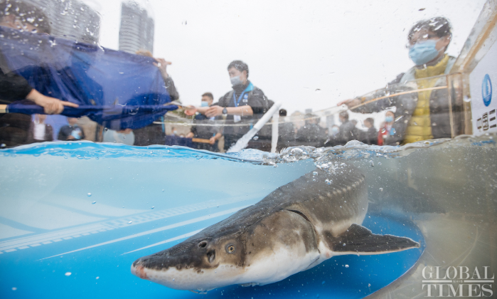 10,000 Chinese sturgeons released into Yangtze River-1