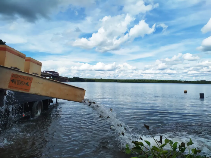 CTG Brasil releases 800,000 fish in Paraná River-1