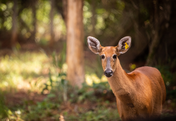 CTG Brasil – Guardian of "kingdom of animals and plants"-8