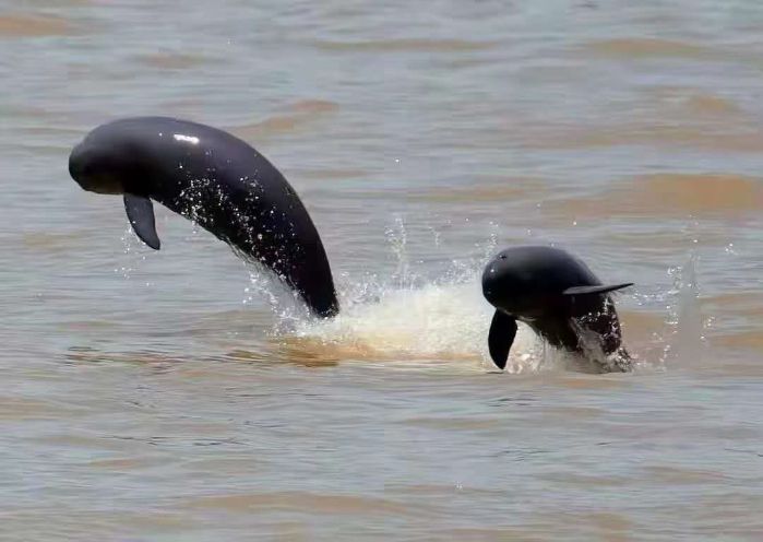Finless porpoises appear in Yangtze River, indicating improving health of ecosystem-1