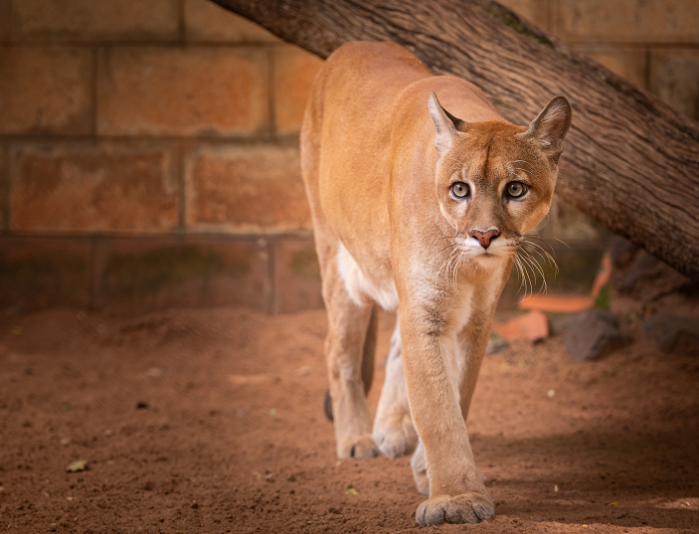 CTG Brasil – Guardian of "kingdom of animals and plants"-5