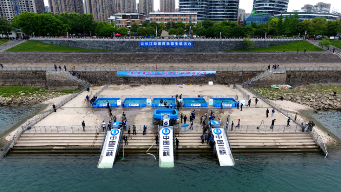 10,000 Chinese sturgeons released into Yangtze River-1
