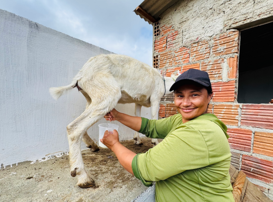 大风车转出“羊奶经济-2