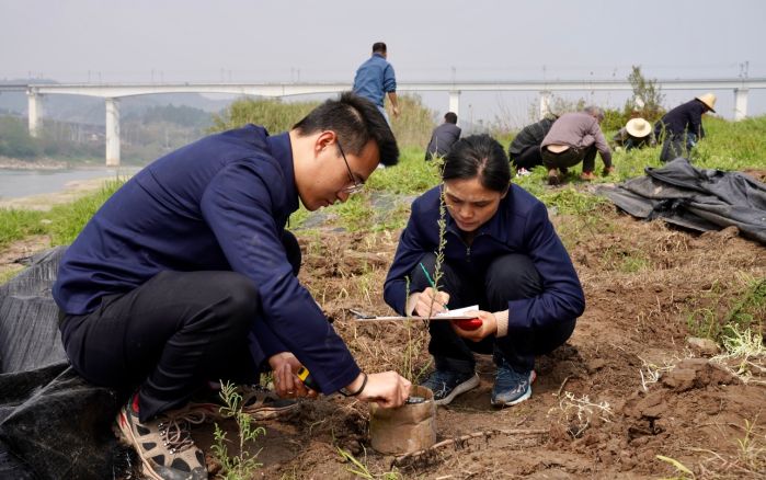 3,000 branches myricaria laxiflora transplanted in the wild-1