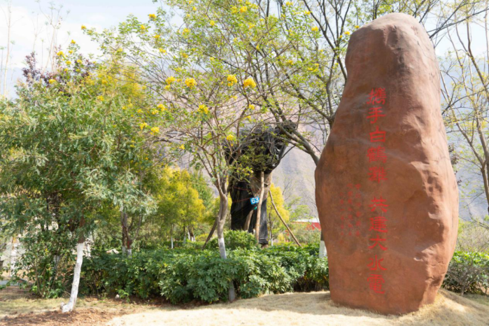 Baihetan hydropower station transplants 40 100-year-old trees-1