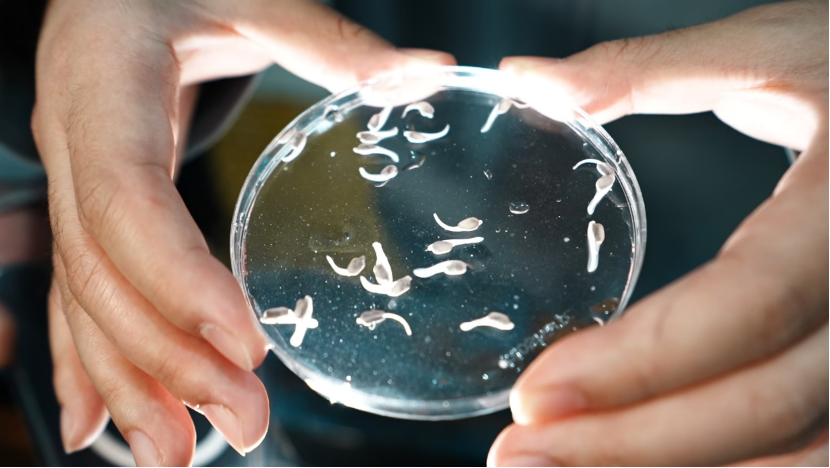 首批子三代中华鲟在三峡集团诞生-1