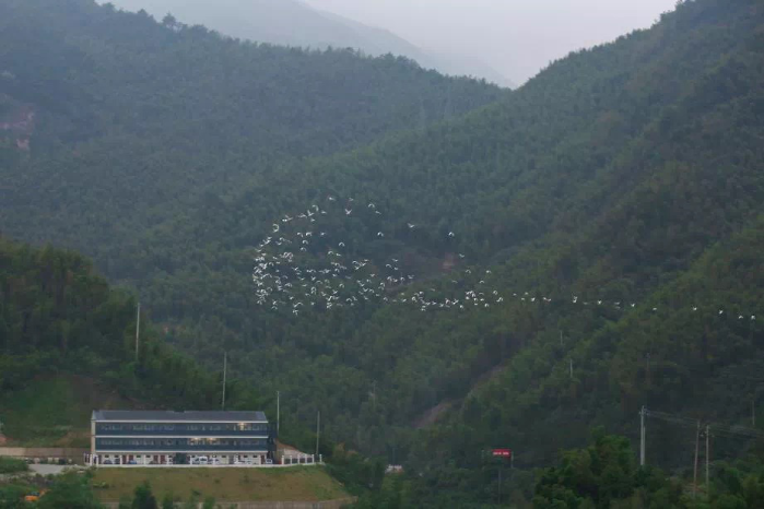 Migrant birds fly over the Changlongshan power station-1