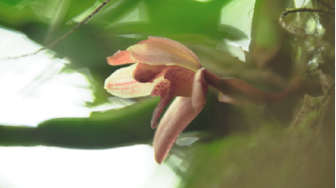 CTG replants orchids in Peru-3
