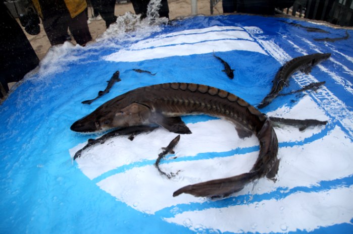 10,000 Chinese sturgeons released into Yangtze River-3