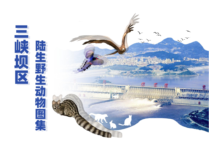三峡坝区野生动物“朋友圈”再添新面孔-4