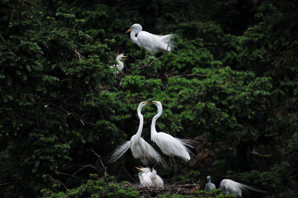 Daya Bay Nuclear Power Base praised for biodiversity protection-2