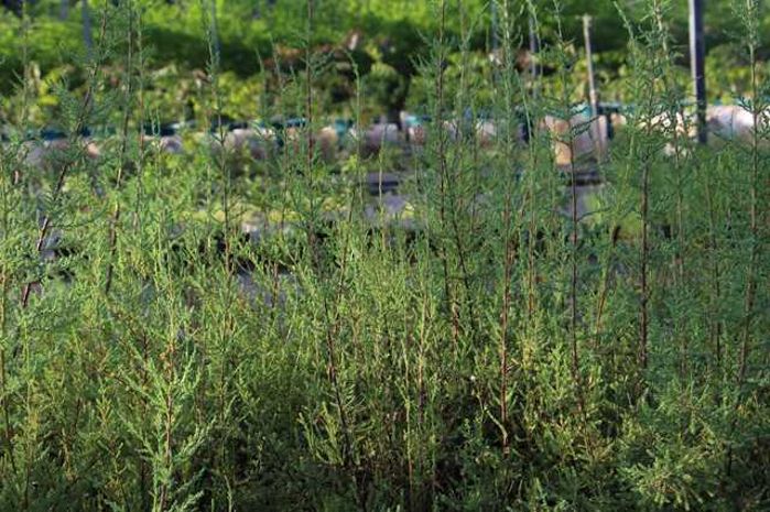 3,000 branches myricaria laxiflora transplanted in the wild-2