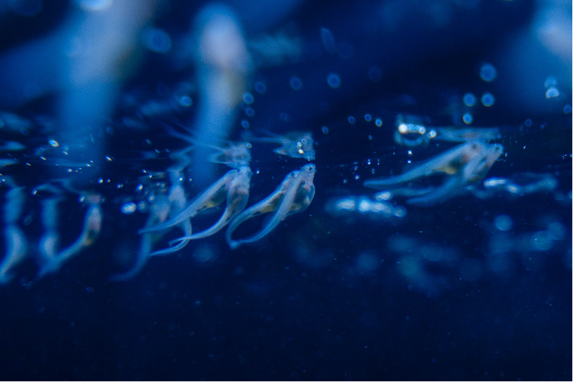 首批子三代中华鲟在三峡集团诞生-4