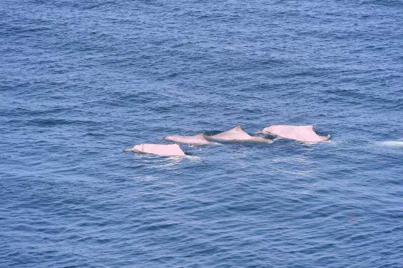 Daya Bay Nuclear Power Base praised for biodiversity protection-5