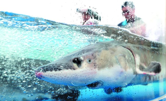 First batch of Chinese sturgeons released reach the sea this year-1