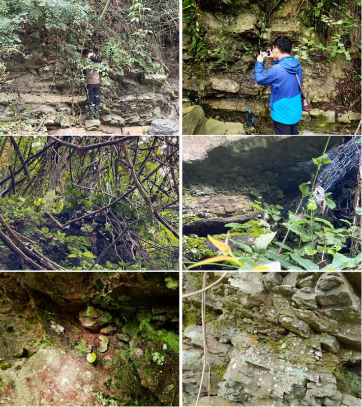 三峡库区再现荷叶铁线蕨野生种群-1