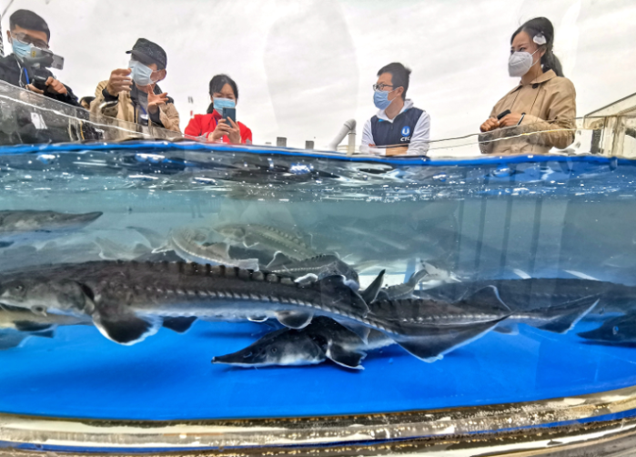 10,000 Chinese sturgeons released into Yangtze River-2