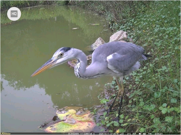 三峡坝区野生动物“朋友圈”再添新面孔-1