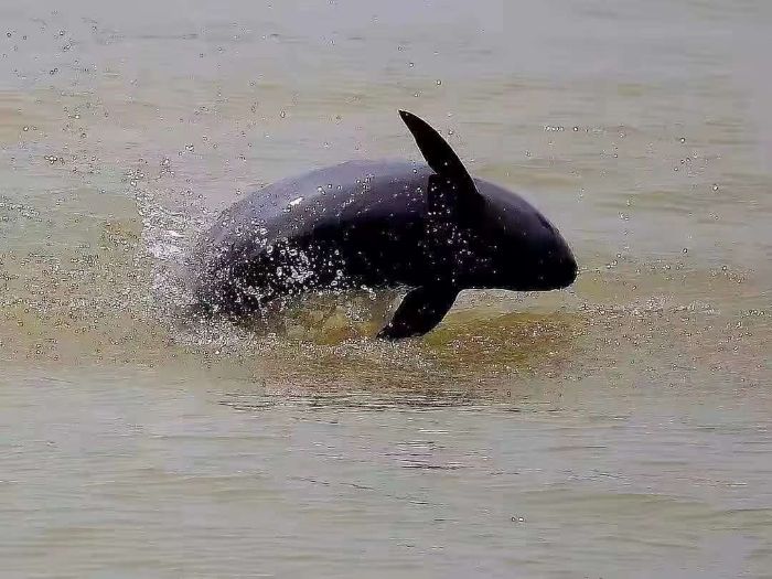 Finless porpoises appear in Yangtze River, indicating improving health of ecosystem-2