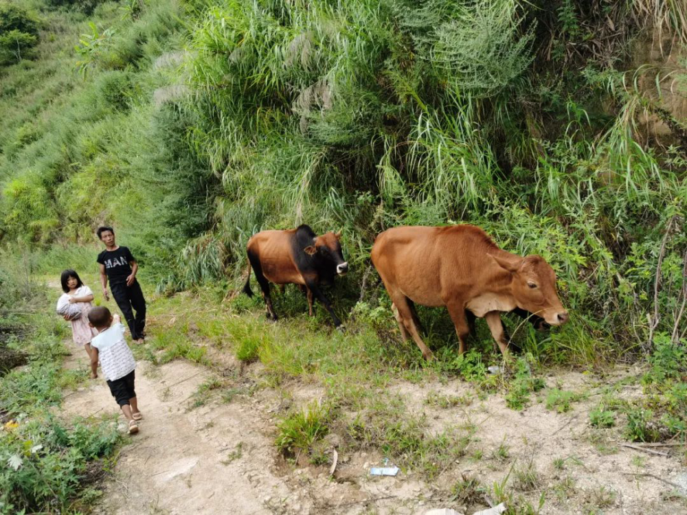 Driving Poverty Alleviation for 100,000 People Coming Down From Mountains-4