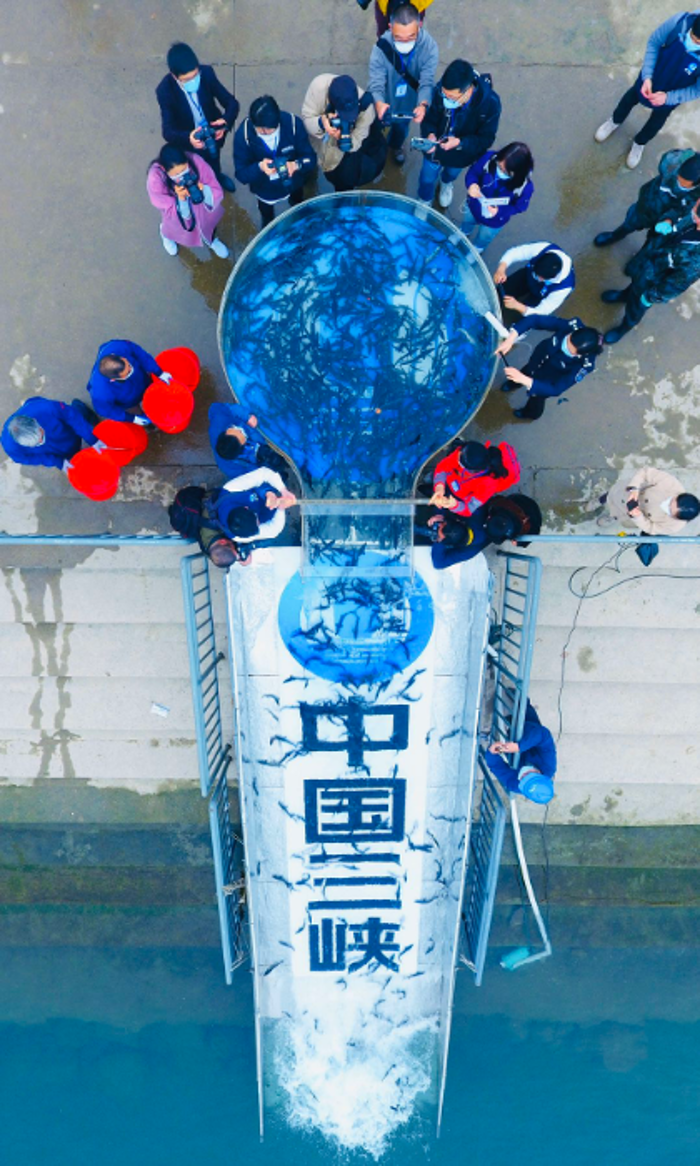 10,000 Chinese sturgeons released into Yangtze River-4