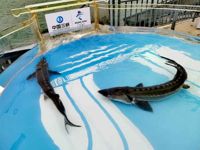 CTG releases 250,000 Chinese sturgeon into Yangtze River-1