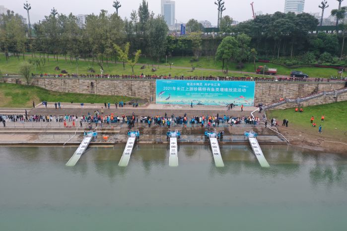 CTG releases 300,000 rare fish into the Yangtze River-1